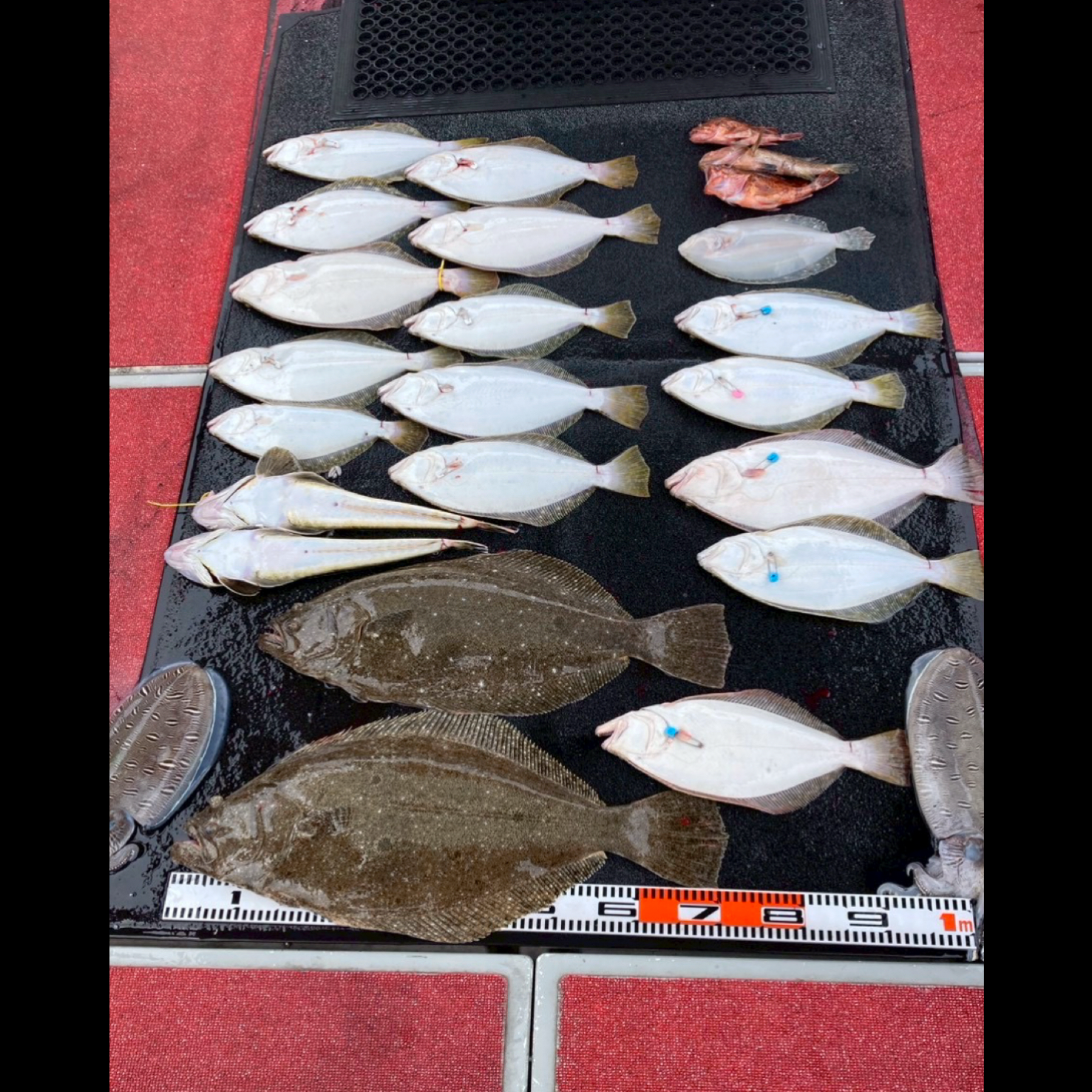ヒラメ釣り❗️